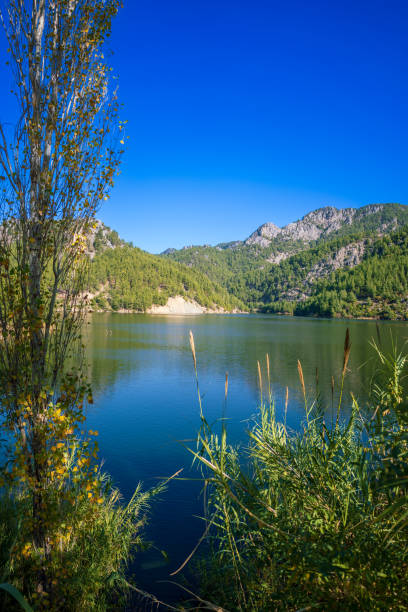 istock Beautiful lake among greenery 1487237864