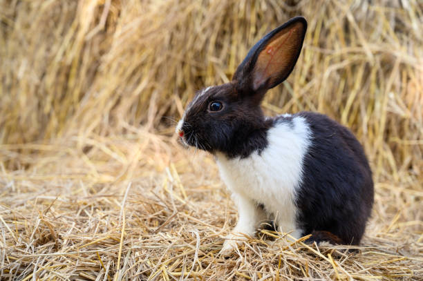 Cute rabbit bunny domestic pet on straw. Rabbit farm