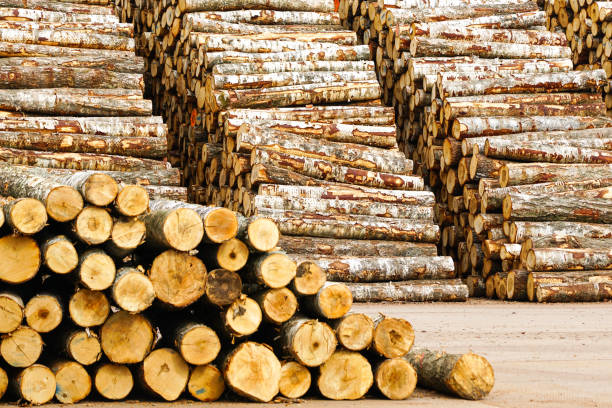 자작나무 통나무의 크고 높은 더미, 수출용 목재 저장고, 합판 산업용, 쌓인 통나무 - unbarked timber 뉴스 사진 이미지