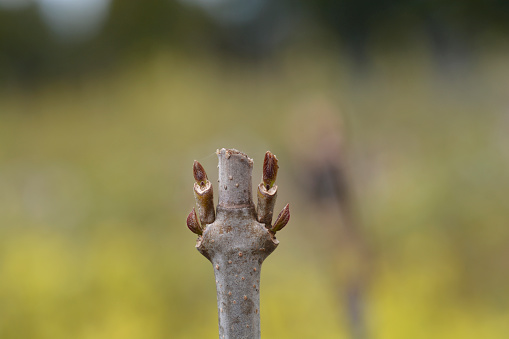 Aphrodite Sweetshrub branch with leaf buds - Latin name - Calycanthus x Aphrodite