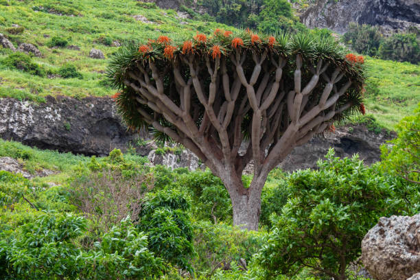 istock Anaga National park in Tenerife 1487241034