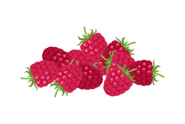 잘 익은 라즈베리는 흰색 배경에 분리되어 있습니다. 신선한 붉은 열매의 힙�입니다. 벡터 만화 플랫 그림입니다. 건강 식품 아이콘입니다. - white background food nature macro stock illustrations