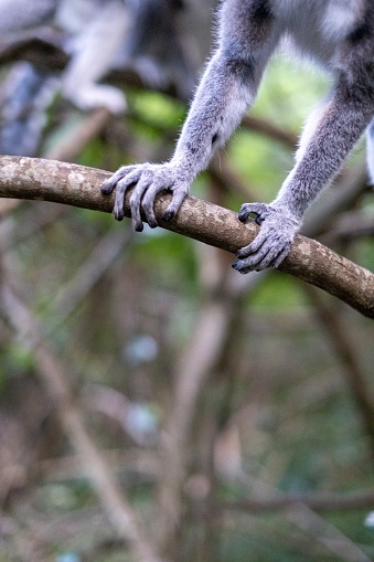 Close-up of paws of ring-tailed lemur sitting on tree branch, Madagascar