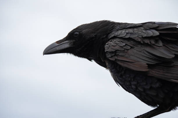 istock Close up of large Raven 1487241829