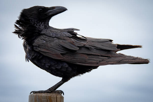 istock Close up of large Raven 1487241874