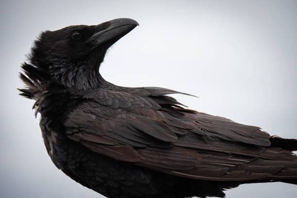istock Close up of large Raven 1487241886
