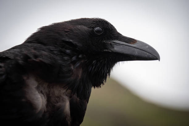 Close up of large Raven