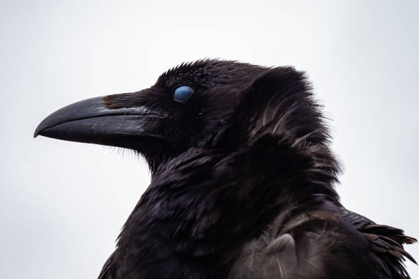 istock Close up of large Raven 1487242060