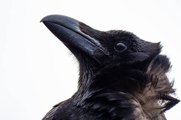 istock Close up of large Raven 1487242152