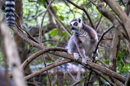 Curious ring-tailed lemur sitting on tree branch in forest, Madagascar