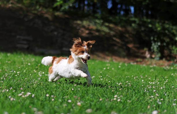 istock A puppy playing in a garden 1487244049