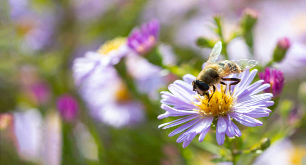 istock Aster flower and Hoverfly, also known as the drone fly. (Eristalis tenax) Aster flower with butterfly. Beautiful nature summer background. 1487245716
