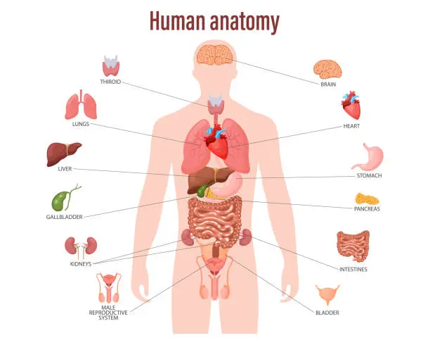 Vector illustration of Infographic poster with the internal organs of the male body. Respiratory, digestive, reproductive, cardiac systems.