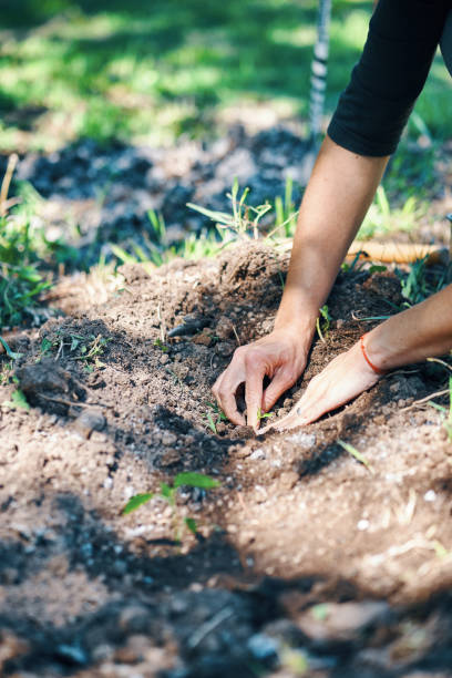 istock Hands Planting in the vegetable garden 1487246886