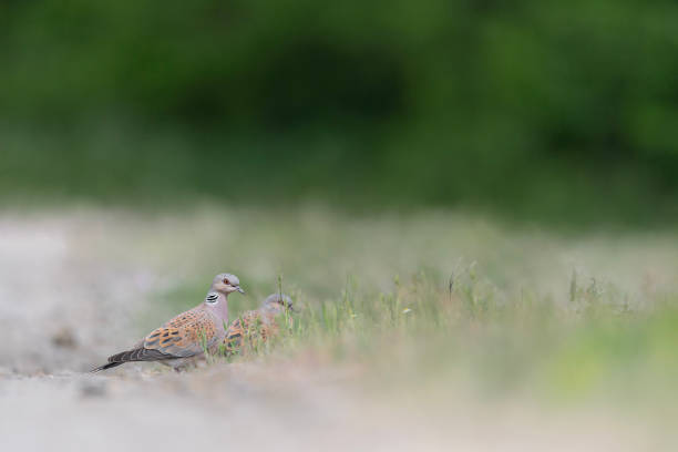 two european turtle doves in the semi open habitat (streptopelia turtur) - ecosystem animals in the wild wood turtle imagens e fotografias de stock