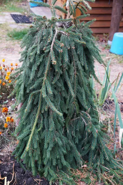 Photo of decorative weeping fir tree in the garden close-up