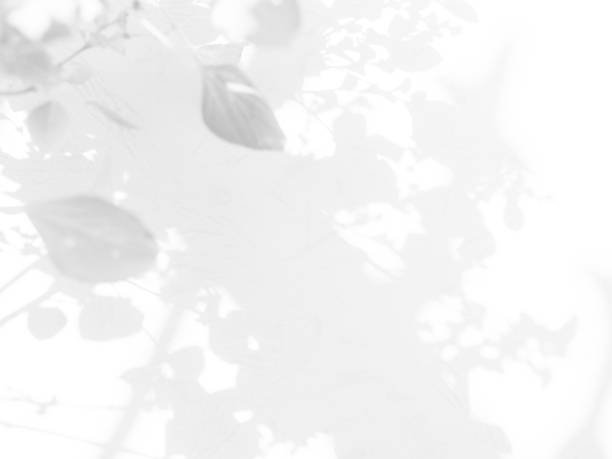 istock Abstract Shadow Leaf on Blur Cement Wall Floor Background,Pastel Minimal Plant Tree Nature Light Overlay Leaves Backdrop,Mockup Product Texture Template Pattern Space Scene Shape Gray White Surface 1487248712