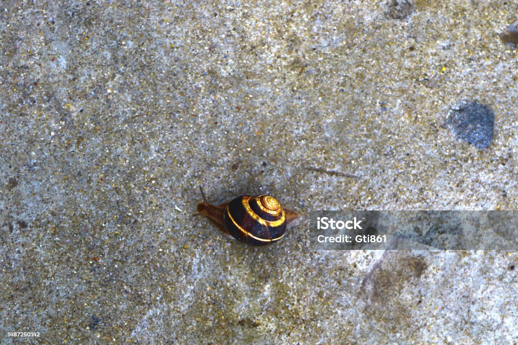 Snail on Rock Brown and yellow colored shell snail gliding on a rock. Animal Stock Photo