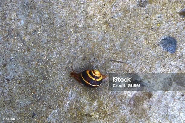 Snail On Rock Stock Photo - Download Image Now - Animal, Animal Antenna, Animal Shell