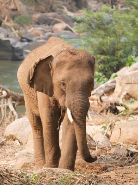 istock one elephant in the zoo 1487250538