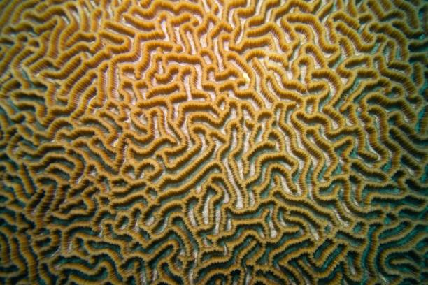 istock Organic texture of the hard brain coral 1487251148