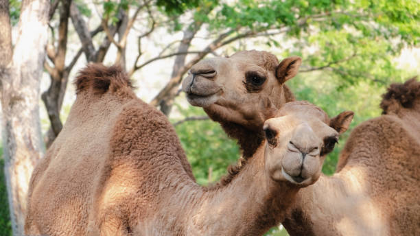 istock Animals in the wild 1487251325