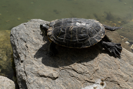 A funny water turtle sunbathing