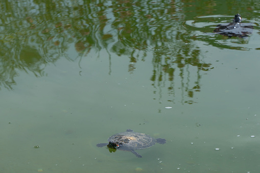 A funny water turtle swimming