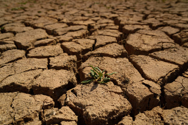 Scorched earth and earth clods are seen on dry land caused by drought and lack of rain due to climate change. Concept of water shortage and climate crisis, cracked earth and dry soil. stock photo