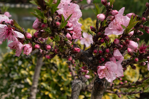 Sakura Cherry Blossom