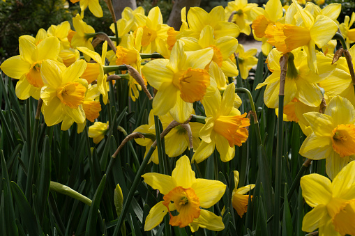 Yellow daffodil flower lit by sunlight in spring garden. Easter, springtime background