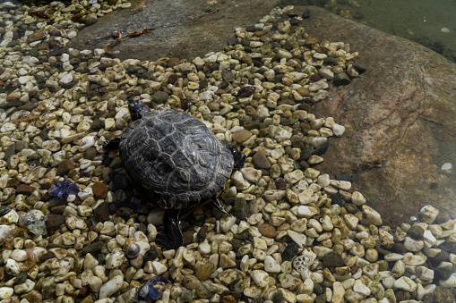 turtle crawl on timber floating in water