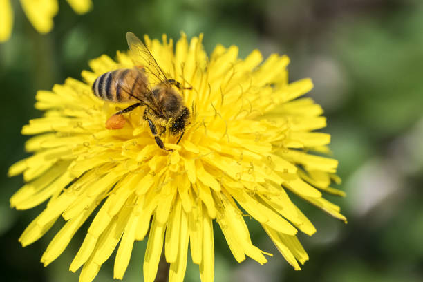 Wild Bee on a Yellow Dandelion in Spring