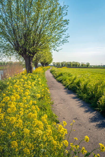 istock Bicycle path with yellow flowering rapeseed in the roadside 1487253522