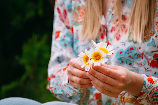 Female hand holding chamomile flowers on bouquet background