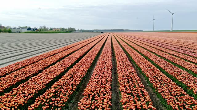 Orange Tulips  in agricultural fields with wind turbines in the background