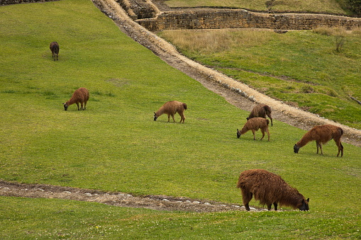 Lamas on the archaeological site in Ingapirca, Canar Province, Ecuador, South America