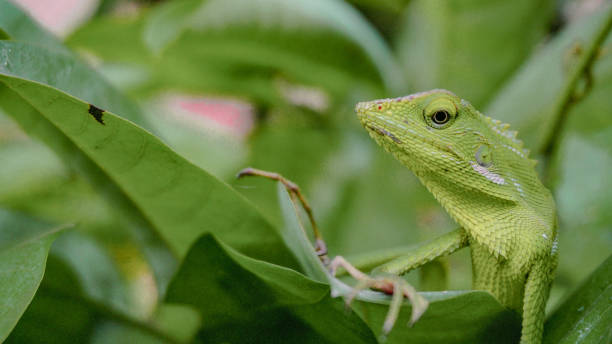 istock Maned Forest Lizard - Bronchocela jubata - stock photo 1487254747