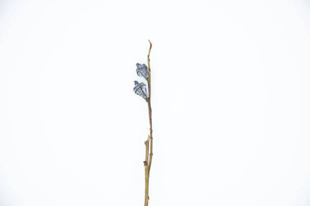 istock Eucalyptus dried flowers on white background 1487254773