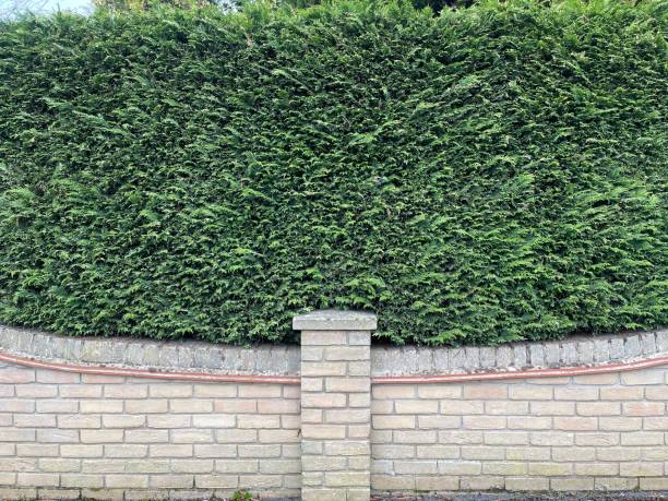 istock Green hedge fence 1487254845