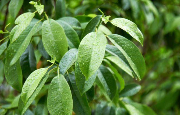 istock Emerald green leaves wet by rain 1487254910