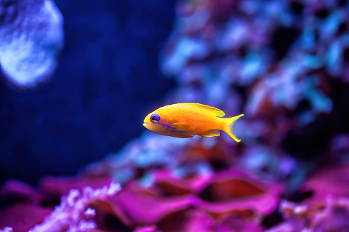 Bright Sea goldie small fish swimming in aquarium. Anthias squamipinnis vibrant orange fish swims in sea. Pseudanthias squamipinnis ( scalefin fairy basslet, lyretail coralfish, onestripe goldie )