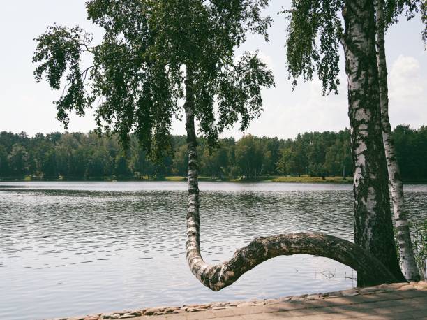 An unusual-looking tree with a curved trunk is leaning over the side of a river