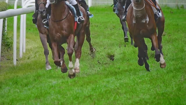 Horse racing, hooves scatter grass during the race. Recorded in slow motion.