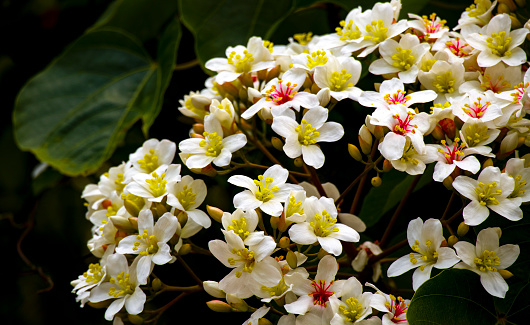 Tung flower in the hill in Taiwan. In May, the tung flower will bloom every year.
