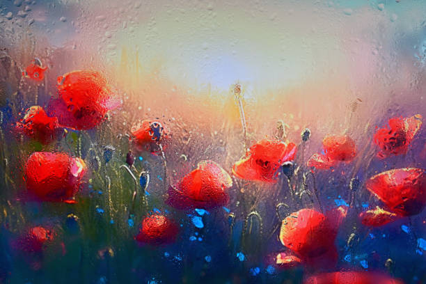 istock Red Poppy Fiield Behind Glass Window With Rain Drops 1487258156