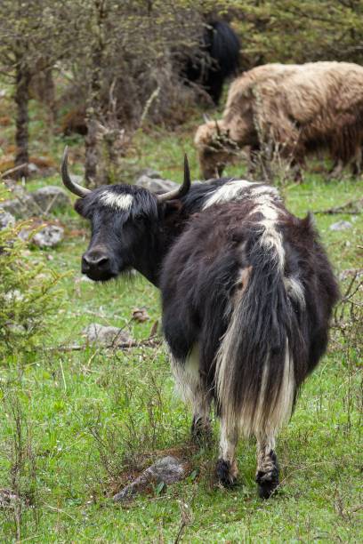istock Black yak is standing in a grassy field with trees in the background 1487258272