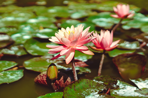 beautiful lilies in a lake among a leaves