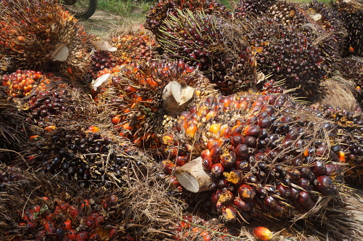 palm fruit that has been taken from the tree, in Sumatra, Indonesia.