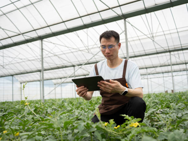 istock Farm workers inspecting the watermelon greenhouse 1487259755